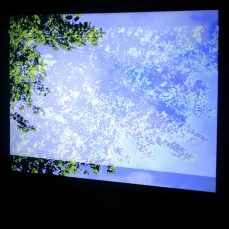 elainecrowesquareimage4